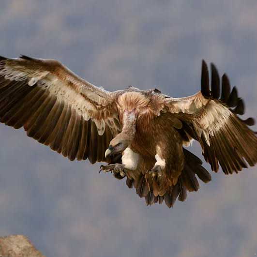 智能预警系统的ddos服务器攻击手段